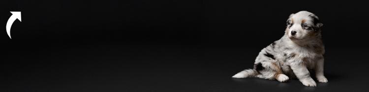 puppy on a black background
