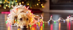 Un chien couché sur le sol et emmêlé dans des guirlandes