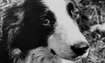 Butch - 1978 Inductee