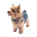 Norwich Terrier dog