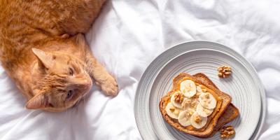 cat lying next to toast with peanut butter on