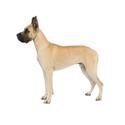 Great Dane dog