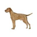 Wirehaired Vizsla