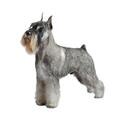 Standard Schnauzer dog