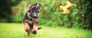Chiot berger allemand courir après un jouet en peluche