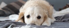 Un chien couché dans son lit