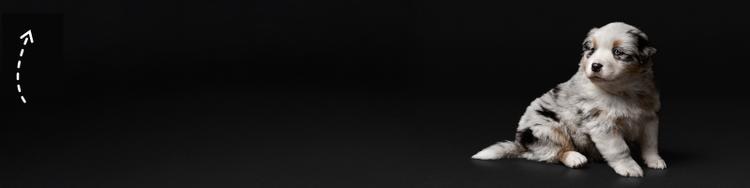 puppy on a black background