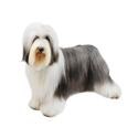 Bearded Collie dog
