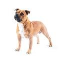 Staffordshire Bull Terrier dog