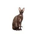 Cornish Rex cat