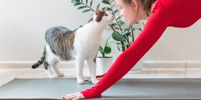 cat sniffing its owner
