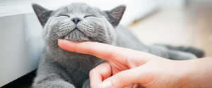 Un chat gris caressé sous le menton