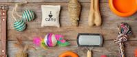 Un assortiment d'articles pour chatons