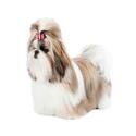 Shih Tzu dog