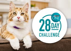 cat sitting next to the 28 day challenge logo