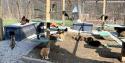 cats sitting outside at a cat shelter