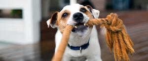Un petit chien jouant avec un jouet en corde