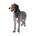 Irish Wolfhound dog