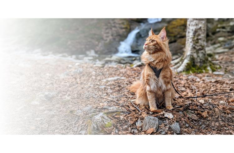 cat sitting outside at a park