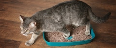 A grey cat using its litter box