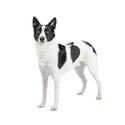Canaan dog