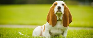 Un chiot aux grandes oreilles