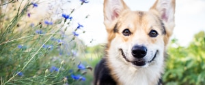 Corgi smiling