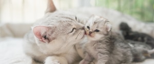 Chat léchant un chaton