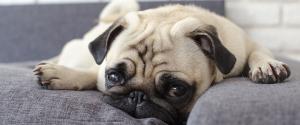 Pug laying on a couch