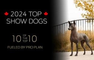 2024 Top Show Dogs, 10 of the Top 10 Fueled by Pro Plan