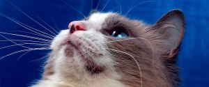 Cat with chin acne