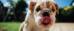 Un chiot bouledogue léchant sa bouche