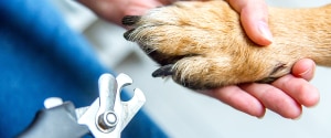 On coupe les ongles d'un chien