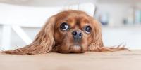 A brown dog sitting at the kitchen table