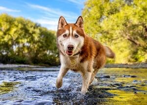 tan and white husky dog in river water