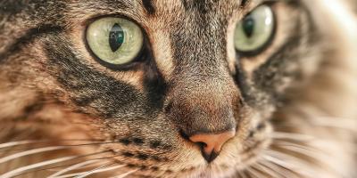 cat staring