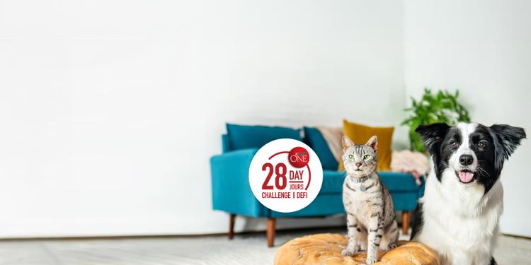 28 day challenge icon with a dog and cat next to it