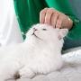 white cat