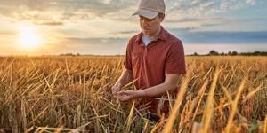 farmers at a wheat farm