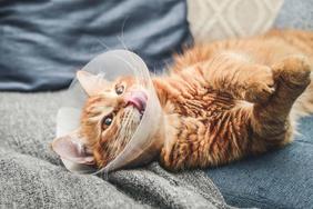 An orange cat with a cone on its head