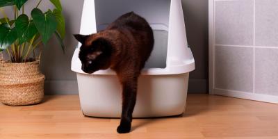 cat stepping out of its litter box
