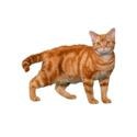 American Wirehair cat
