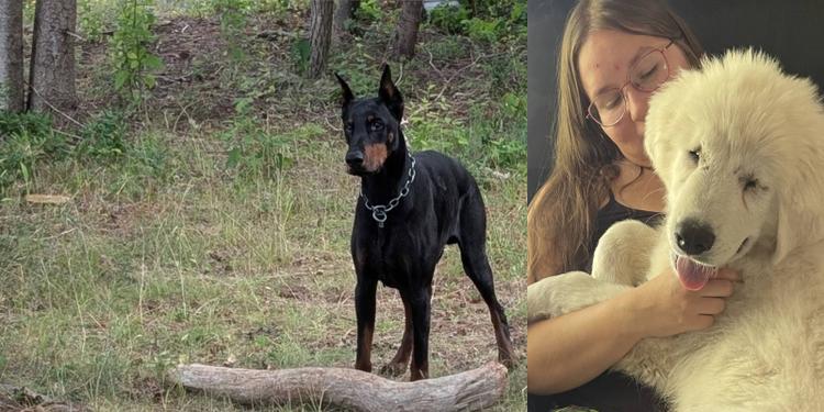 animal hall of fame winners!