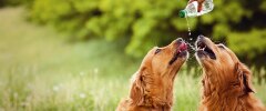 Deux chiens buvant dans une bouteille d'eau