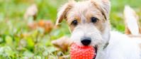 Jack Russel Terrier