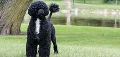 Chien d'eau portugais debout dans l'herbe