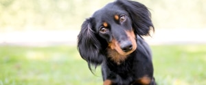 Un Daschund regardant la caméra