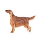 Irish Setter dog