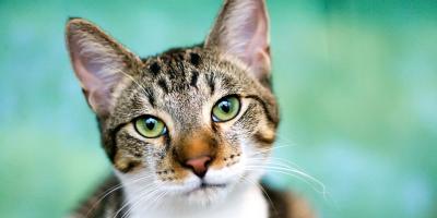 chat tigré semblant contrarié