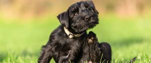 Le chiot Schnauzer standard se gratte derrière l'oreille